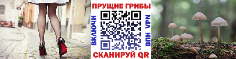 дарнет шоп  Нижнекамск  Галлюциногенные грибы ЛСД 